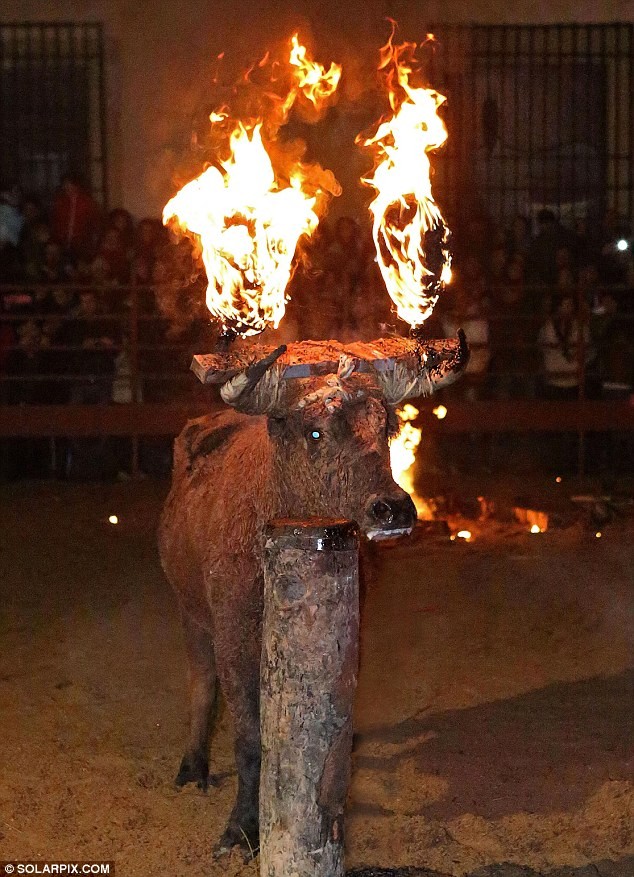 Lễ hội đốt bò Toro Jubilo ở Tây Ban Nha. Những con bò bị trói lại, dùng paraffin đốt lửa trên đầu, tra tấn con vật tới mệt lử rồi kéo ra ngoài vòng đua và làm thịt. Lễ hội bị coi là man rợ và vi phạm quyền động vật.